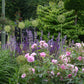 Erleben Sie die betörenden Düfte des Sommergartens bei der "ABENDLICHTFÜHRUNG Duft im sommerlichen Garten" der Königlichen Gartenakademie am 24.06.2026, 17:00-18:00 Uhr, umgeben von Rosen, Salbei, Allium und üppigem Grün.