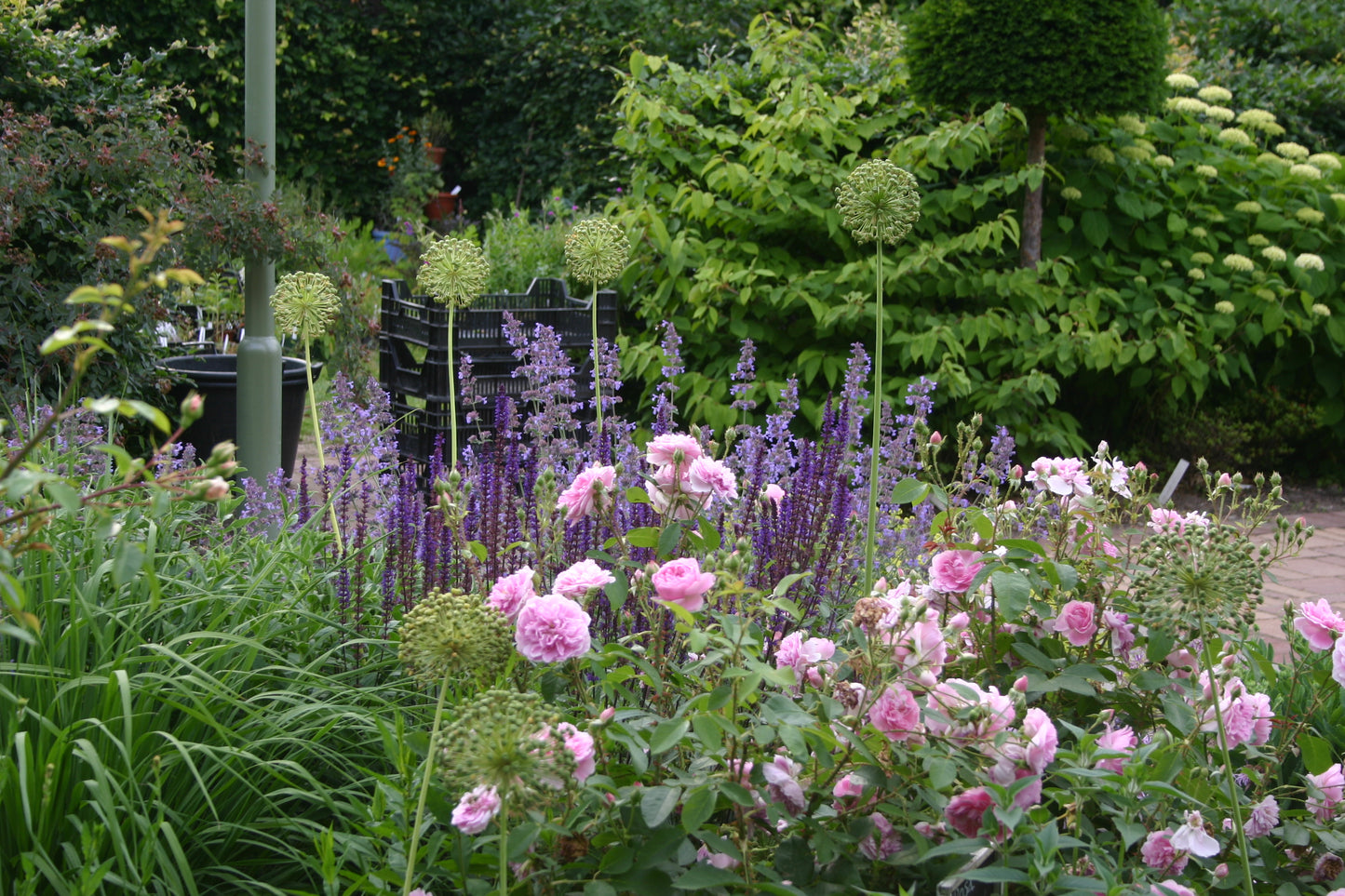 Erleben Sie die betörenden Düfte des Sommergartens bei der "ABENDLICHTFÜHRUNG Duft im sommerlichen Garten" der Königlichen Gartenakademie am 24.06.2026, 17:00-18:00 Uhr, umgeben von Rosen, Salbei, Allium und üppigem Grün.