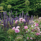 Ein Beet mit rosa Rosen, violetten Ähren und kugelförmigen grünen Blüten für die Königliche Gartenakademie Mi., 10.3. - Do., 11.3.2027 | 10.00 – 16.30 Uhr ZWEITÄGIGE MEISTERKLASSE Gestalten Sie Ihr eigenes Beet.