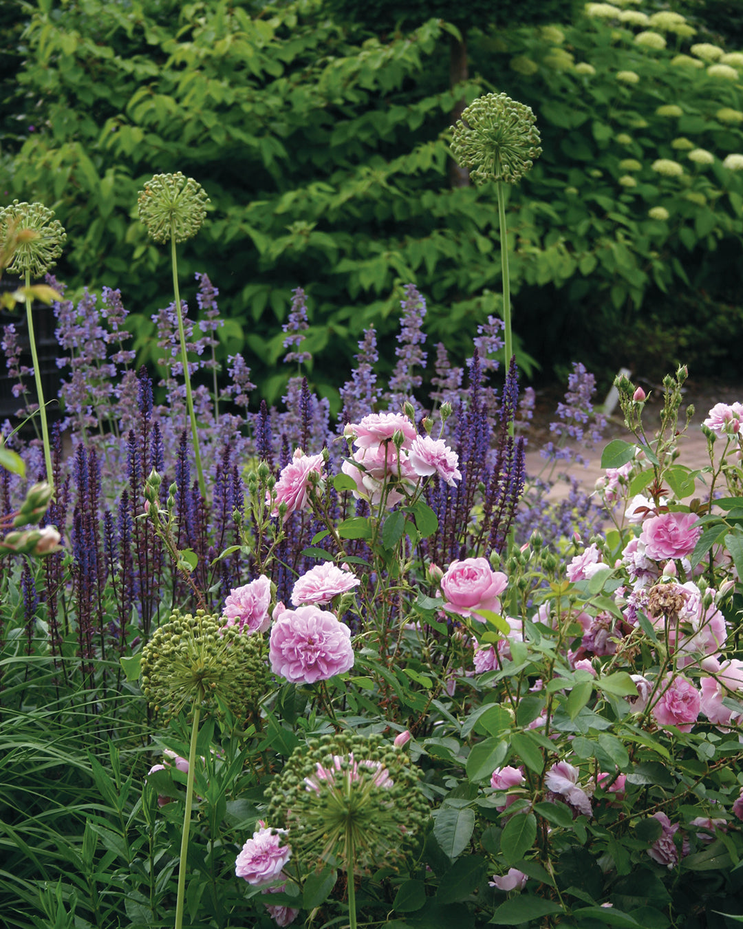 Ein Beet mit rosa Rosen, violetten Ähren und kugelförmigen grünen Blüten für die Königliche Gartenakademie Mi., 10.3. - Do., 11.3.2027 | 10.00 – 16.30 Uhr ZWEITÄGIGE MEISTERKLASSE Gestalten Sie Ihr eigenes Beet.