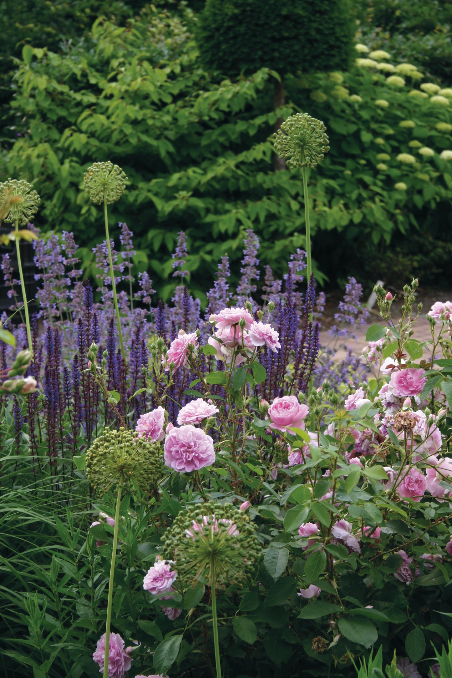 Erleben Sie fachkundige Beetgestaltung mit blühenden rosa Rosen, hohen Allium-Blütenköpfen und lila Salbei bei der ZWEI-TAGES-MASTERCLASS am 28-29.10.2026 (10:00-16:30), veranstaltet von der Königlichen Gartenakademie.