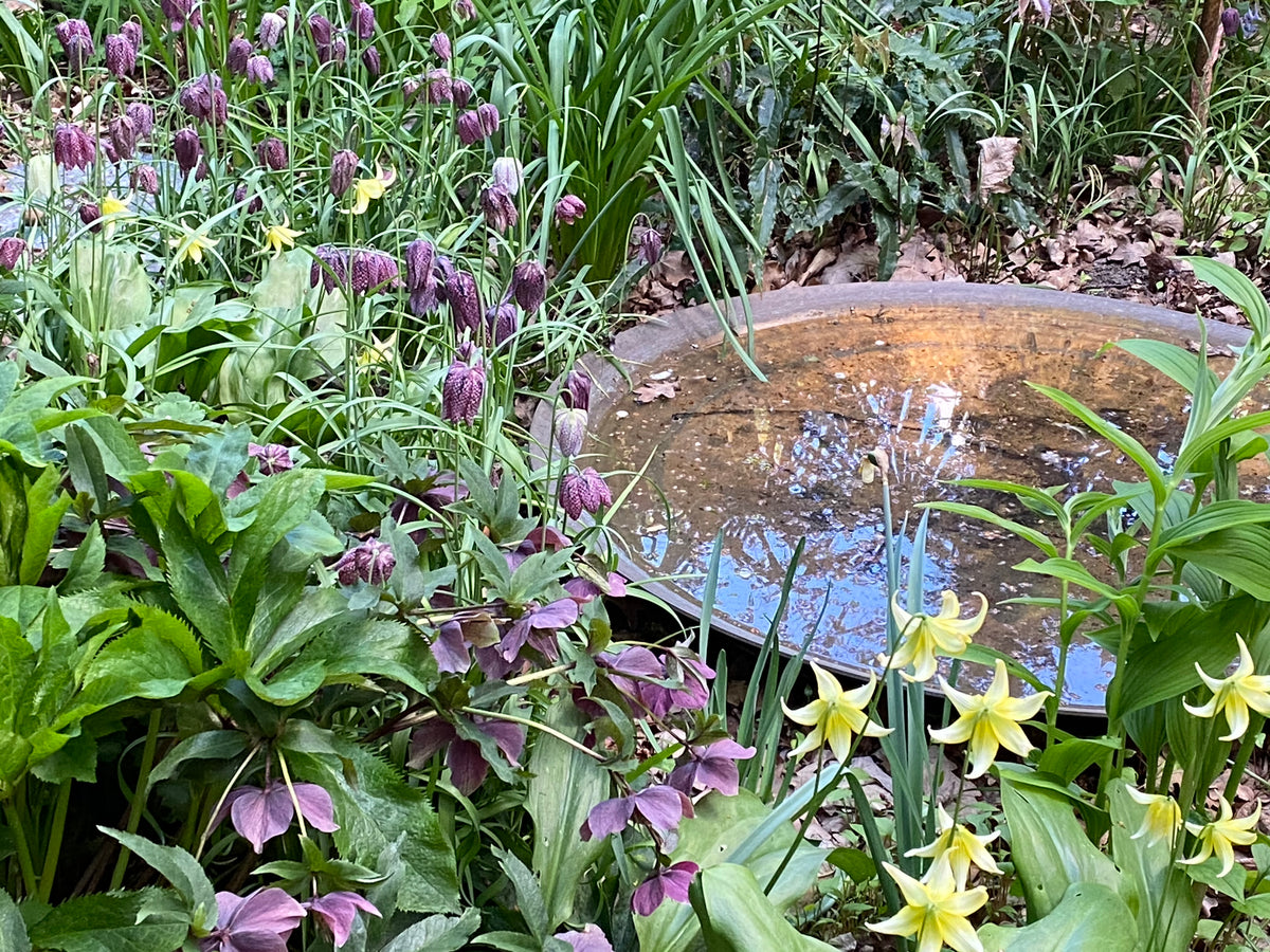 In der Nähe eines runden Vogelbades blühen violette, karierte Knotenblumen und gelbe, glockenförmige Blüten – dies am 26.2.2027 | 13.30 – 16.30 Uhr im HALBTAGESKURS Geheimnisse eines funktionierenden Schattengartens.