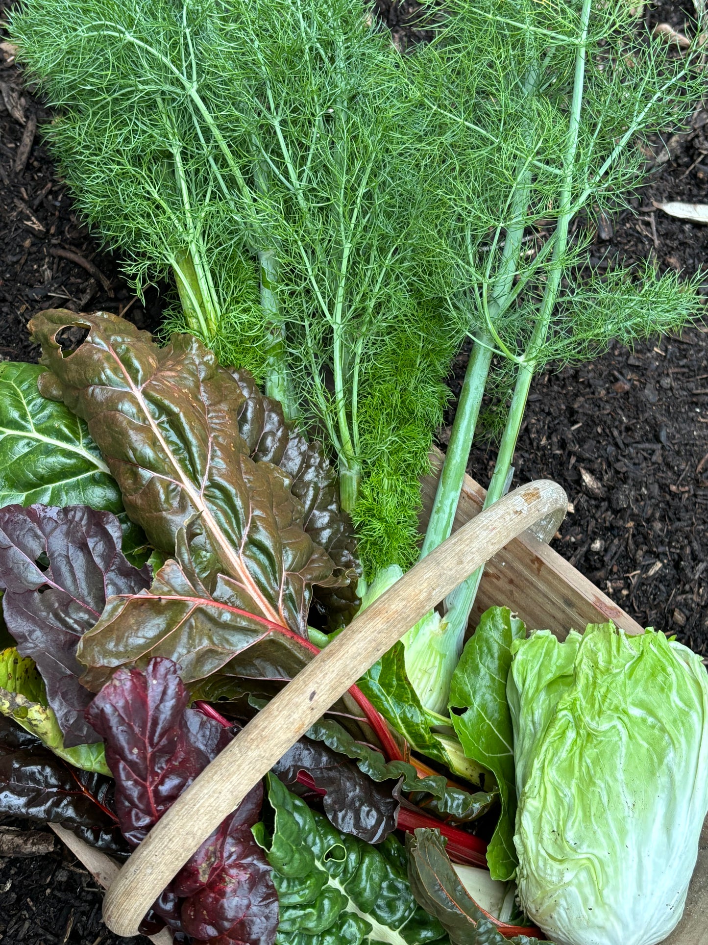 Erleben Sie am Fr. 15.05.2026 von 10-12 Uhr den WORKSHOP "Ausgefallene Gemüsearten NEU" der Königlichen Gartenakademie - entdecken Sie ungewöhnliche Blattgemüse wie Mangold und Fenchel in idyllischer Gartenatmosphäre!.