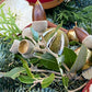 Eine Nahaufnahme von festlichen Eicheln, grünen Blättern, Tannenzweigen, goldenen Ornamenten & getrockneten Apfelscheiben - eine ideale Inspiration für den Sa. 21.11.2026 | 10.00-12.00 WORKSHOP Adventskranzbinden bis zu 30 cm by Königliche Gartenakademie.