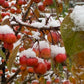 Rote Beeren und gelbe Blätter im Neuschnee unterstreichen Struktur und Farbe im winterlichen Garten - entdecken Sie mehr beim HALBTAGESKURS am 22.10.2026, 14:00-17:00 Uhr der Königlichen Gartenakademie.