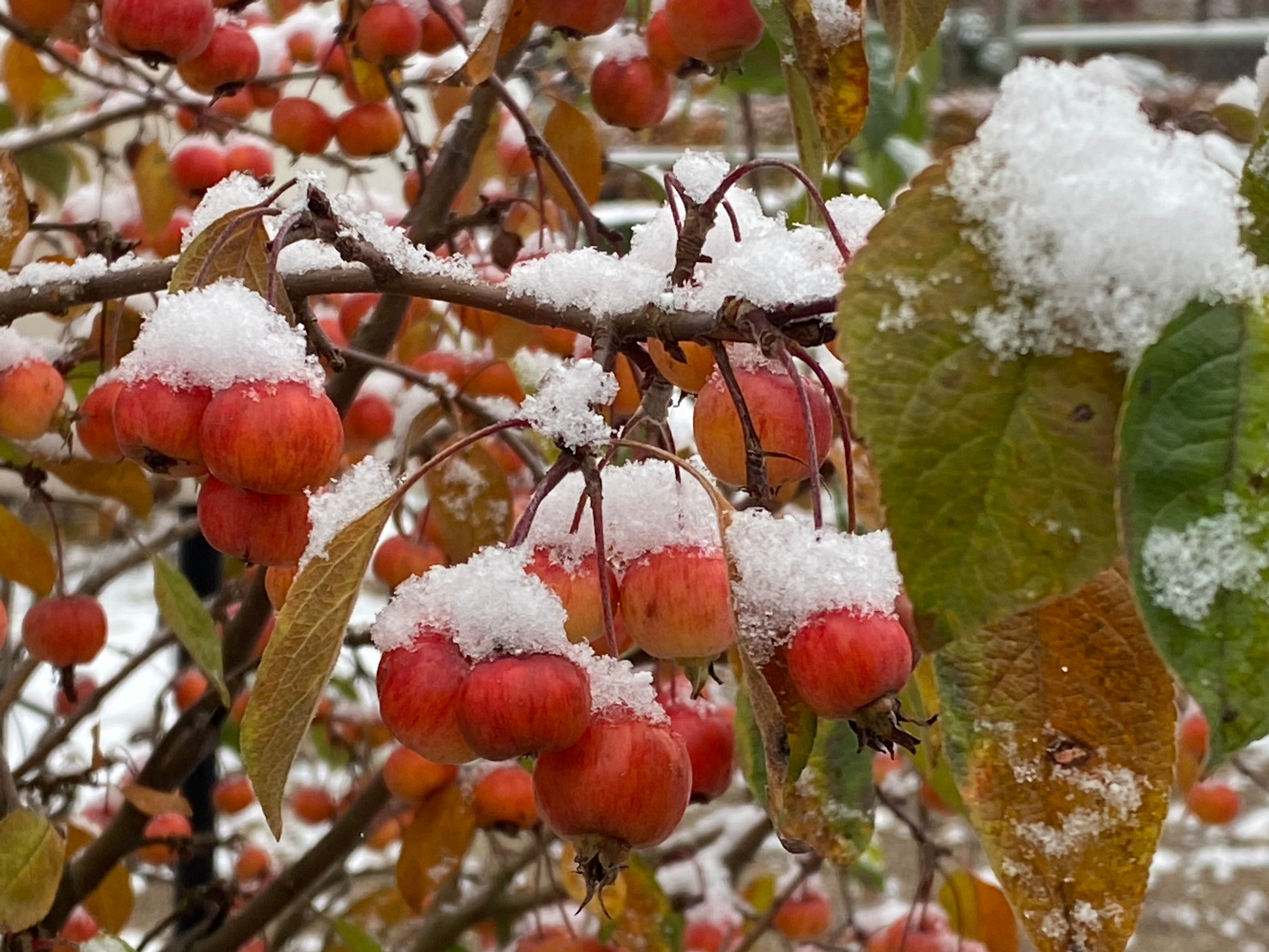 Rote Beeren und gelbe Blätter im Neuschnee unterstreichen Struktur und Farbe im winterlichen Garten - entdecken Sie mehr beim HALBTAGESKURS am 22.10.2026, 14:00-17:00 Uhr der Königlichen Gartenakademie.