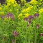 Lila Allium und gelbe Euphorbien leuchten in Staudenbeeten, inspiriert von Frühjahrszwiebeln - perfekt für frische Ideen aus dem "WORKSHOP Mit Zwiebeln und Frühblühern" der Königlichen Gartenakademie am Fr. 18.09.2026, 10:00-12:00.