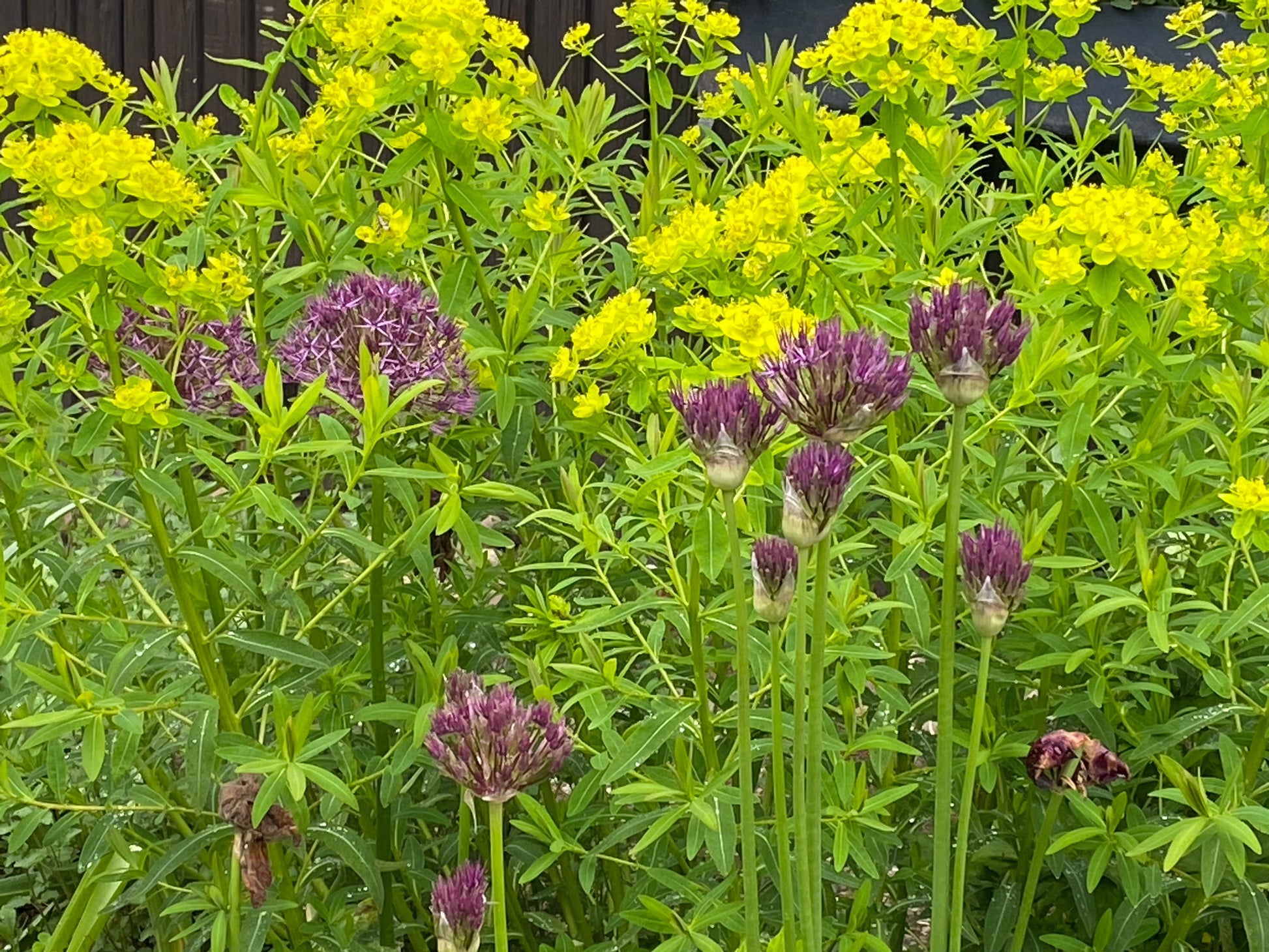 Lila Allium und gelbe Euphorbien leuchten in Staudenbeeten, inspiriert von Frühjahrszwiebeln - perfekt für frische Ideen aus dem "WORKSHOP Mit Zwiebeln und Frühblühern" der Königlichen Gartenakademie am Fr. 18.09.2026, 10:00-12:00.