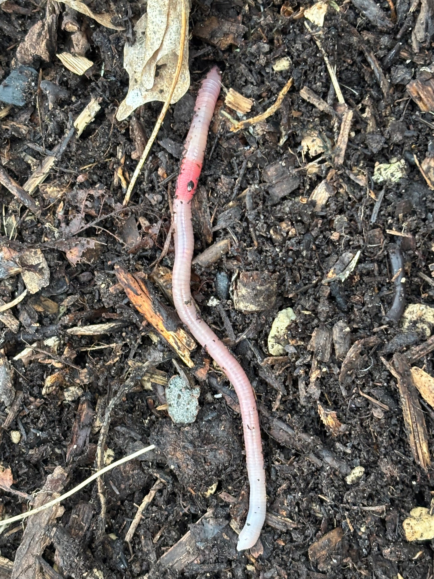 Ein rosafarbener Regenwurm mit rotem Kopf bereichert den Boden und unterstützt die Artenvielfalt im Garten - mehr dazu bei der Königlichen Gartenakademie HALBTAGESKURS "Gesunde Pflanzen durch Artenvielfalt im Garten" am Do. 17.9.2026, 10-13 Uhr.