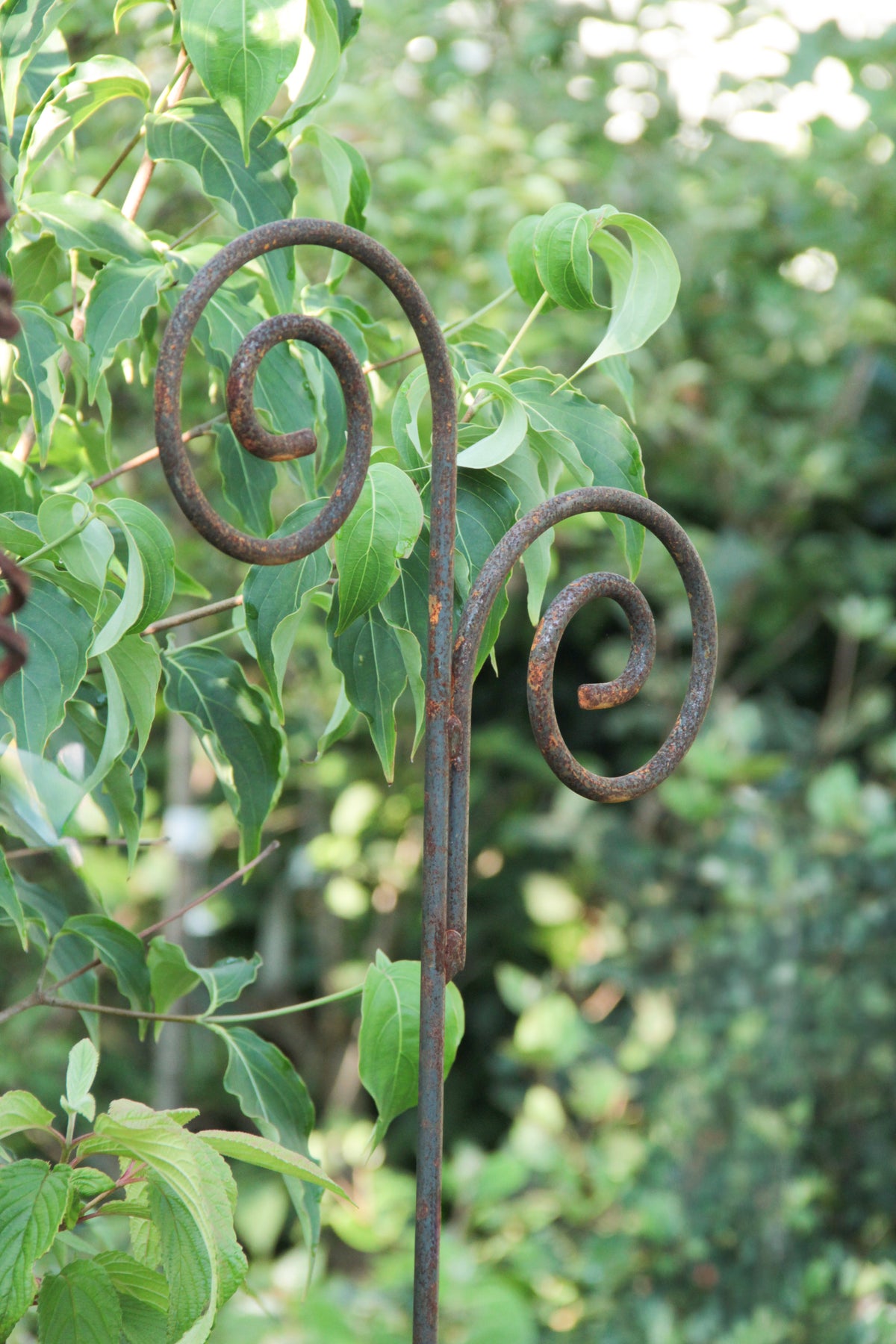 Ein verwitterter „Bischofstab“ | Doppel-Gartenpfahl von Hirsch, 170 cm hoch, mit natürlicher Rostoptik und zwei spiralförmigen Mustern, ragt stabil zwischen üppigem Grün und Laub im hellen Außenlicht empor.