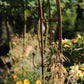 Ein verrosteter Gartenbogen aus Metall steht inmitten von hohem Gras und blühenden gelben Blumen, ergänzt durch den Hirsch Baumhaken – einen robusten, massiven S-Bogen mit Kugeln aus hochwertigem Edelrost-Vollmaterial –, der sich harmonisch in die Szene einfügt, mit grünem Laub im Hintergrund an einem sonnigen Tag.