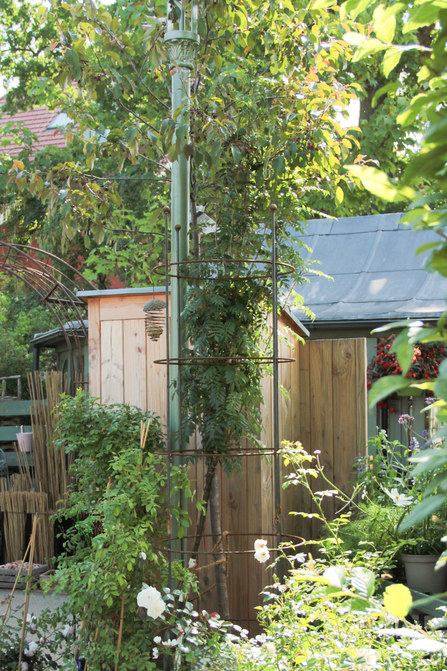 Ein Garten mit üppigem Grün, weißen Blumen, einem Hirsch-Ranksäule-Obelisk „SUSANNE“ aus unbehandeltem Stahl und einem Holzschuppen im Hintergrund an einem sonnigen Tag.