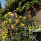 In einem üppigen Garten leuchten leuchtend gelbe und violette Blüten inmitten des grünen Laubs, während zwei halbrunde „Hirsch Staudenhalter HUGO“ den hohen Blüten in der Nähe eines Metallspaliers stabilen Halt bieten. Vor einer mit Weinreben bewachsenen Holztür steht ein runder Tisch, der das ruhige, sonnendurchflutete Bild abrundet.