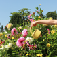 Eine Person gießt bunte Gartenblumen und Zimmerpflanzen an einem sonnigen Tag mit der gelben 0,9 l Ib Laursen | Gießkanne aus Metall von IB Laursen. Rosafarbene, gelbe und weiße Blüten bilden eine lebendige Szene.