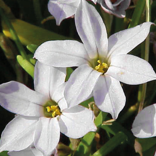 Nahaufnahme von zwei Ipheion 'Alberto Castillo' Frühlingssternen von Weijers: reinweiße, duftende, sternförmige Blüten mit gelben Blütenmitten, grünen Blättern und Stielen. Die Blütenblätter weisen einen zarten Lavendelfarbton auf und schimmern sanft im Licht.