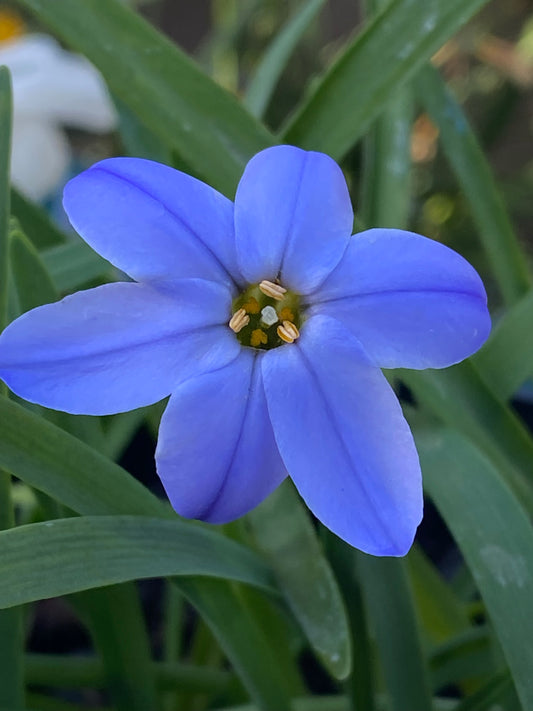 Eine Nahaufnahme von Ipheion uniflorum ‚Rolf Fiedler‘ (Weijers) – einem blauen, sechsblättrigen Frühlingsblüher mit gelben Staubblättern und schlanken grünen Blättern –, der im April und Mai blüht.