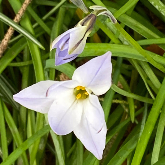 Ein weißer, sternförmiger „Ipheion uniflorum – Einblütiger Frühlingsstern“ von Weijers mit gelber Mitte und violett schimmernden Blütenblättern blüht inmitten langer grüner Blätter, daneben befindet sich eine violette Knospe dieser Zwiebelpflanze.