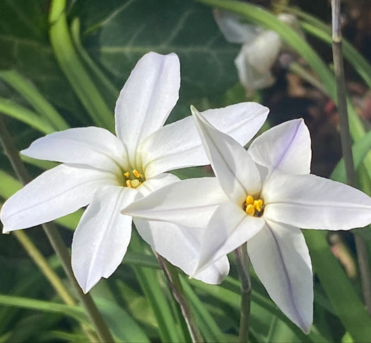 Zwei weiße, sternförmige Ipheion uniflorum ‚Alberto Castillo‘ (Einblütiger Frühlingsstern) von Weijers blühen mit gelben Blütenmitten und zarten violetten Streifen, umgeben von grünen Blättern im sanften Sonnenlicht.