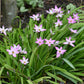 Eine Gruppe zartrosa Ipheion uniflorum ‚Charlotte Bishop‘ (Einblütiger Frühlingsstern) von Verberghe wächst mit schmalen grünen Blättern am Fuß eines Baumes – ideal für trockene Standorte.