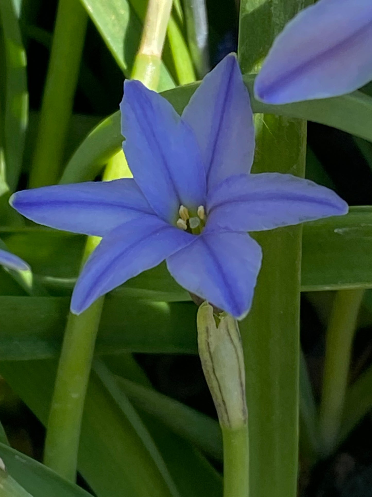 Eine Nahaufnahme eines sternförmigen, duftenden blauen Ipheion uniflorum ‚Jessie‘ (Einblütiger Frühlingsstern) aus der Königlichen Gartenakademie mit sechs Blütenblättern, grünen Stielen und Blättern im Sonnenlicht. Blütezeit: April–Mai.
