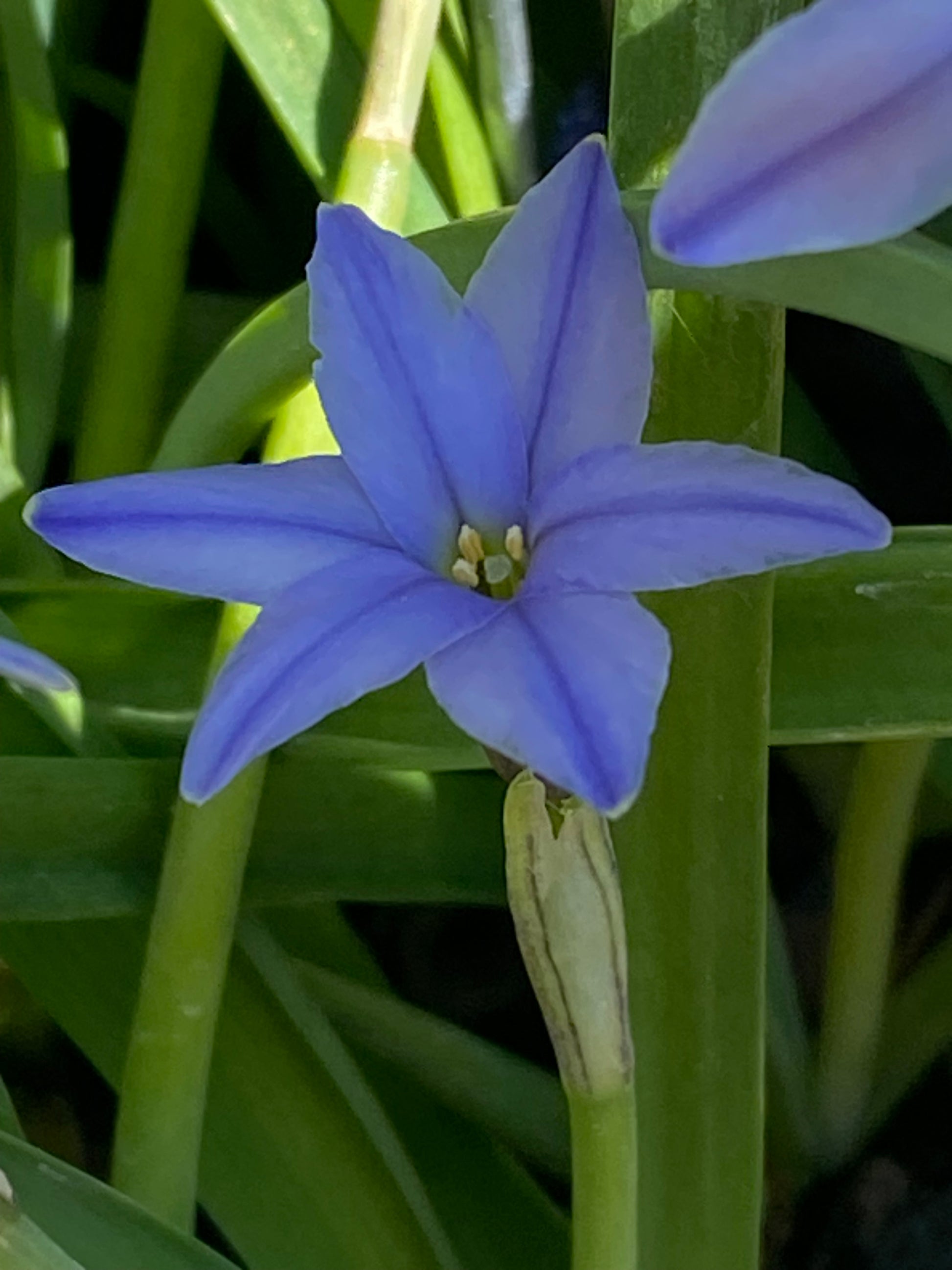 Eine Nahaufnahme eines sternförmigen, duftenden blauen Ipheion uniflorum ‚Jessie‘ (Einblütiger Frühlingsstern) aus der Königlichen Gartenakademie mit sechs Blütenblättern, grünen Stielen und Blättern im Sonnenlicht. Blütezeit: April–Mai.