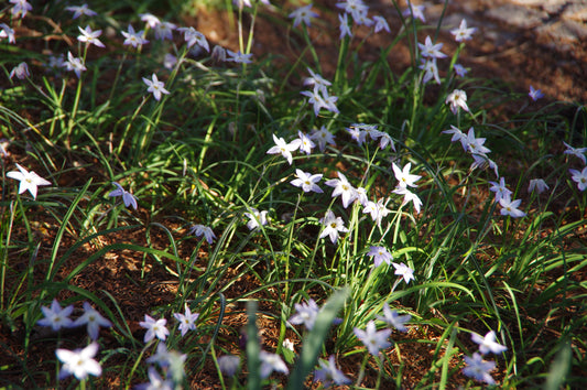 Ein Fleck mit kleinen, weißen, sternförmigen Blüten des Weijers Ipheion uniflorum Einblütiger Frühlingsstern mit grasartigen Blättern, die von April bis Mai im Sonnenlicht auf dem Waldboden blühen.