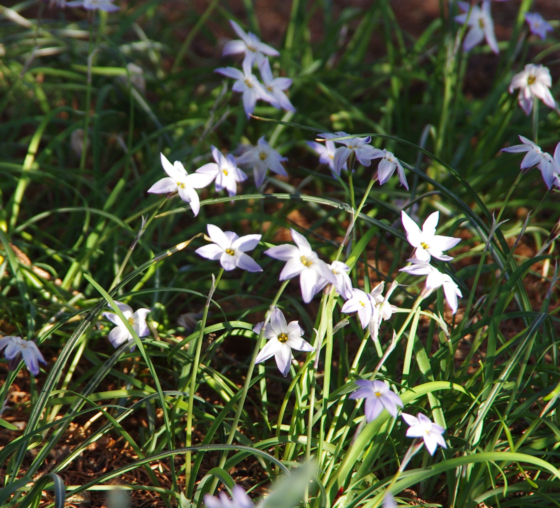 Eine Gruppe blassvioletter, sternförmiger Blüten der Sorte Ipheion uniflorum ‚Wisley Blue‘ (Einblütiger Frühlingsstern) von Weijers mit schlanken grünen Blättern wächst im sonnenbeschienenen Gras.
