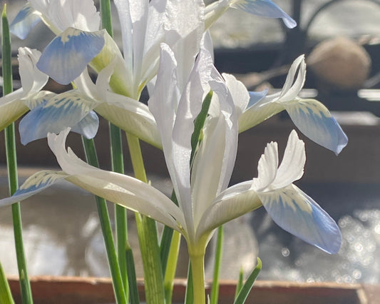 Nahaufnahme der Iris reticulata ‚Frozen Planet‘ (Netzblatt-Iris) von Weijers, die zarte weiße und hellblaue Blüten mit langen grünen Stielen zeigt, auf deren Blütenblätter das Sonnenlicht fällt – ideal, um einen Steingarten oder einen Kübel vor einem unscharfen Hintergrund zum Strahlen zu bringen.