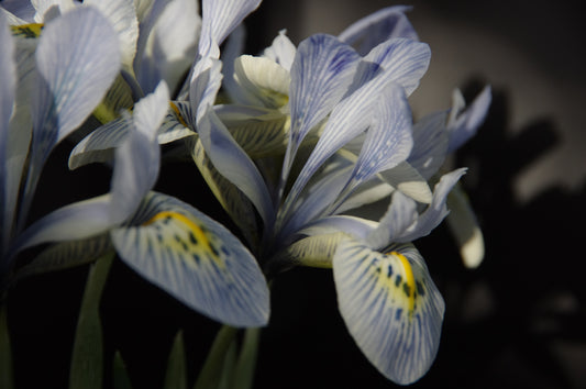 Nahaufnahme der Iris reticulata ‚Katherine Hodgkin‘ – Netzblatt-Iris der Königlichen Gartenakademie, die im Februar und März hellblaue und weiße Blüten mit gelb-blauen Markierungen zeigt. Ideal für Steingärten; Texturen und Farben kommen vor einem dunklen Hintergrund besonders gut zur Geltung.