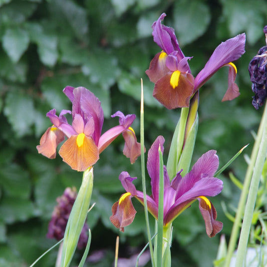 Die Iris hollandica ‚Tigereye‘ von Weijers besticht durch auffällige violette und braune Blüten mit gelben Akzenten, die inmitten üppig grüner Blätter und vor einem sanft verschwommenen grünen Hintergrund blühen.