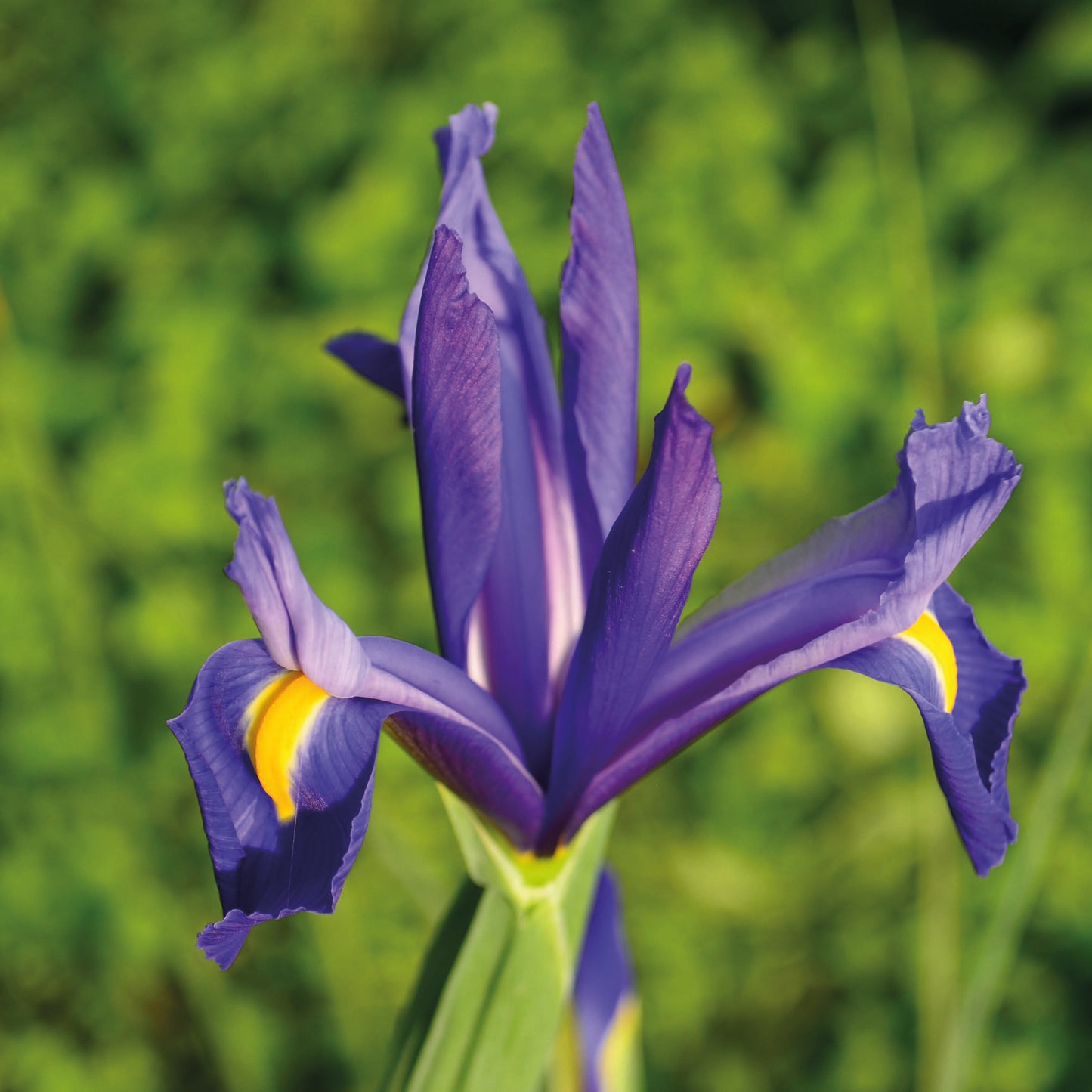 Eine Nahaufnahme der Iris hollandica ‚Discovery‘ – Holländische Schwertlilie von Weijers – mit violetten Blütenblättern und gelb-weißen Markierungen vor einem verschwommenen grünen Hintergrund – ideal für Staudenbeete oder als auffällige Schnittblume.