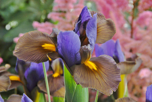 Eine Nahaufnahme der Schwertlilie Iris holl. 'Tigereye' von Weijers zeigt leuchtend gelbe Akzente auf lila Blütenblättern vor einem sanft verschwommenen rosa-grünen Hintergrund.