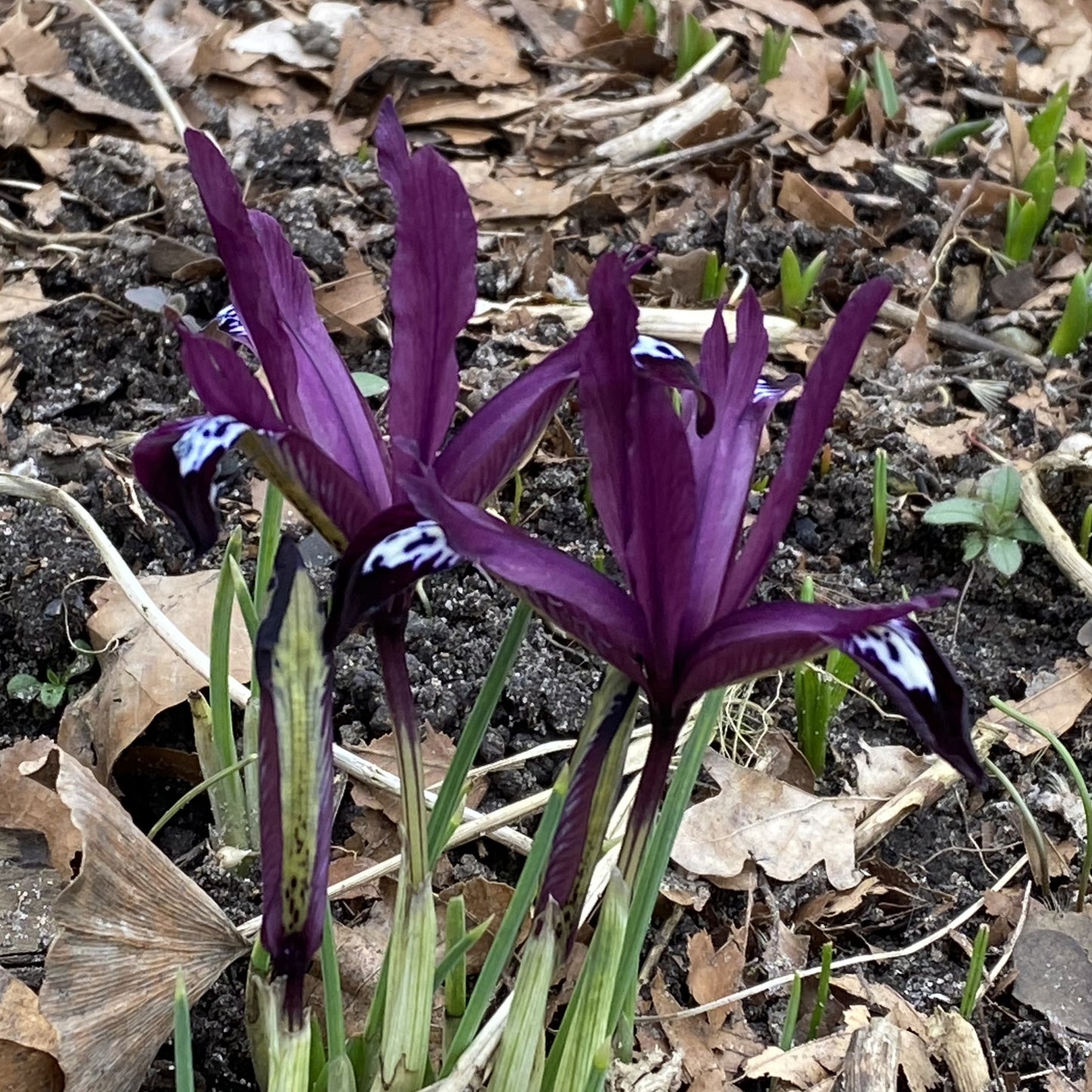 Eine Gruppe von Iris reticulata 'Pauline' (Zwerg-Zwiebeliris) von Weijers mit rotvioletten Blüten und weißen Zeichnungen blüht im März zwischen trockenen Blättern und Erde, während im Hintergrund frische grüne Triebe sprießen.