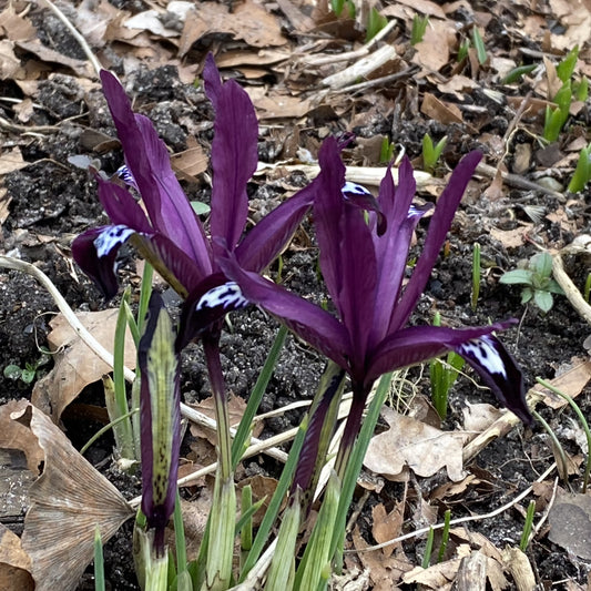 Die Netzblatt-Iris (Iris reticulata 'Pauline') von Weijers besticht durch tiefviolett-schwarze Blüten mit weißen und dunkelblauen Markierungen, die sich im Garten deutlich von den trockenen, braunen Blättern und den frischen, grünen Trieben abheben.
