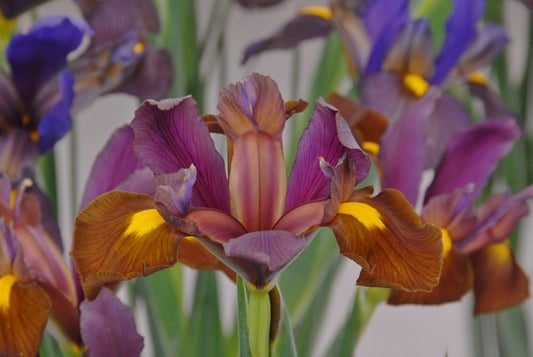 Eine Nahaufnahme der Iris holl. 'Red Ember' (Holländische Schwertlilie) von Weijers, die ihre leuchtend violetten und braunen Blütenblätter mit hellgelben Akzenten zeigt, umgeben von anderen Schwertlilien vor dem Hintergrund grüner Stiele.