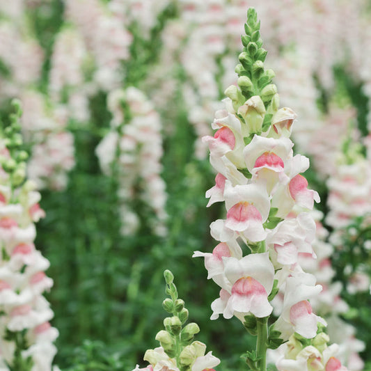 Eine Nahaufnahme der Blüten von Jora Dahl | Antirrhinum majus 'Appleblossom' (Löwenmäulchen) mit weißen Blütenblättern und zartrosa Mitte, umgeben von weiteren leuchtenden Blüten dieser einjährigen Sorte in einem üppig grünen Garten.