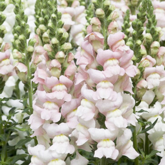 Hohe Ähren aus zartrosa und weißen Blumen mit grünen Knospen wachsen dicht zwischen grünen Blättern - Jora Dahl | Antirrhinum majus 'Costa Silver' (Löwenmäulchen), eine auffällige einjährige Cool Flower, die sich perfekt für die Aussaat in Ihrem Garten eignet.
