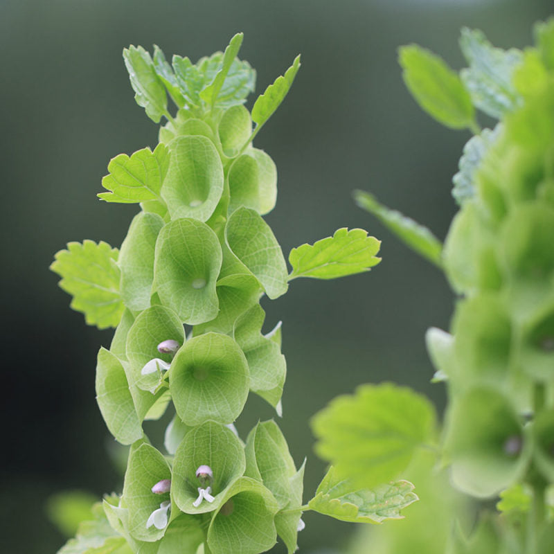 Nahaufnahme von Jora Dahl | Moluccella laevis (Muschelblume) von Jora Dahl, die die grünen becherförmigen Strukturen der einjährigen Pflanze und winzige weiß-lila Blüten inmitten von hellem Laub vor einem dunklen unscharfen Hintergrund zeigt.