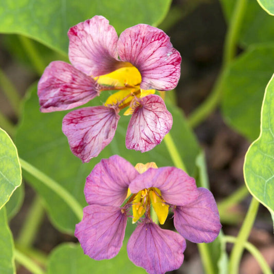 Jora Dahl | Tropaeolum majus 'Purple Emperor' (Kapuzinerkresse) hat leuchtend rosa-violette, geäderte essbare Blüten mit gelber Mitte und runden grünen Blättern. Diese essbaren Blüten von Jora Dahl verleihen Ihren Gerichten eine auffallende Farbe und einen einzigartigen Geschmack.