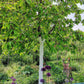 Ein üppig grüner Baum mit weißem Stamm steht in einem lebendigen Garten voller lila Blüten und dichtem Laub und erinnert an den "Sa. 26.09.2026 | 15.00-17.00 INTENSIVKURS Der Obstgarten im Herbst NEU". Ein Topf auf einem Baumstumpf und ein Zaun sind zu sehen.