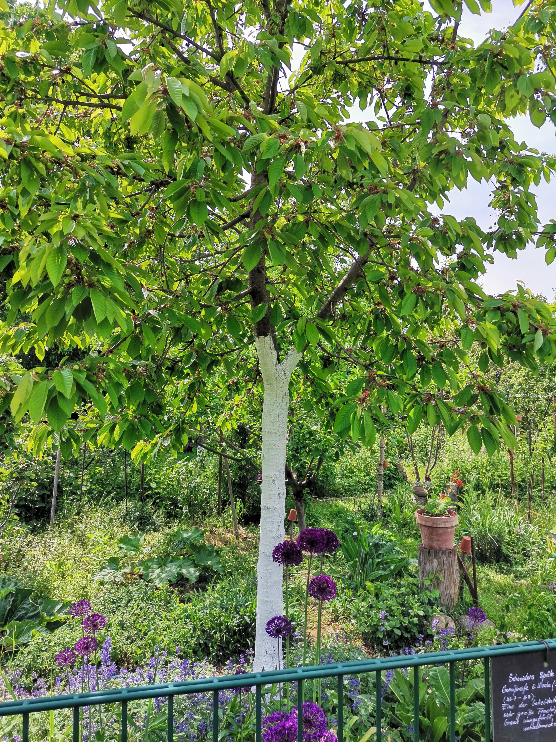 Ein üppig grüner Baum mit weißem Stamm steht in einem lebendigen Garten voller lila Blüten und dichtem Laub und erinnert an den "Sa. 26.09.2026 | 15.00-17.00 INTENSIVKURS Der Obstgarten im Herbst NEU". Ein Topf auf einem Baumstumpf und ein Zaun sind zu sehen.