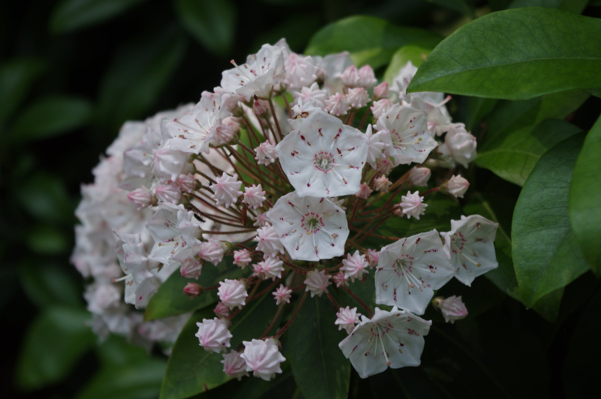Ein Büschel Berglorbeerblüten mit weißen Blütenblättern und rosafarbenen Knospen, umgeben von grünen Blättern, erinnert an den Duft der Königlichen Gartenakademie "Mi. 24.06.2026 | 17.00-18.00 ABENDLICHTFÜHRUNG Duft im sommerlichen Garten.