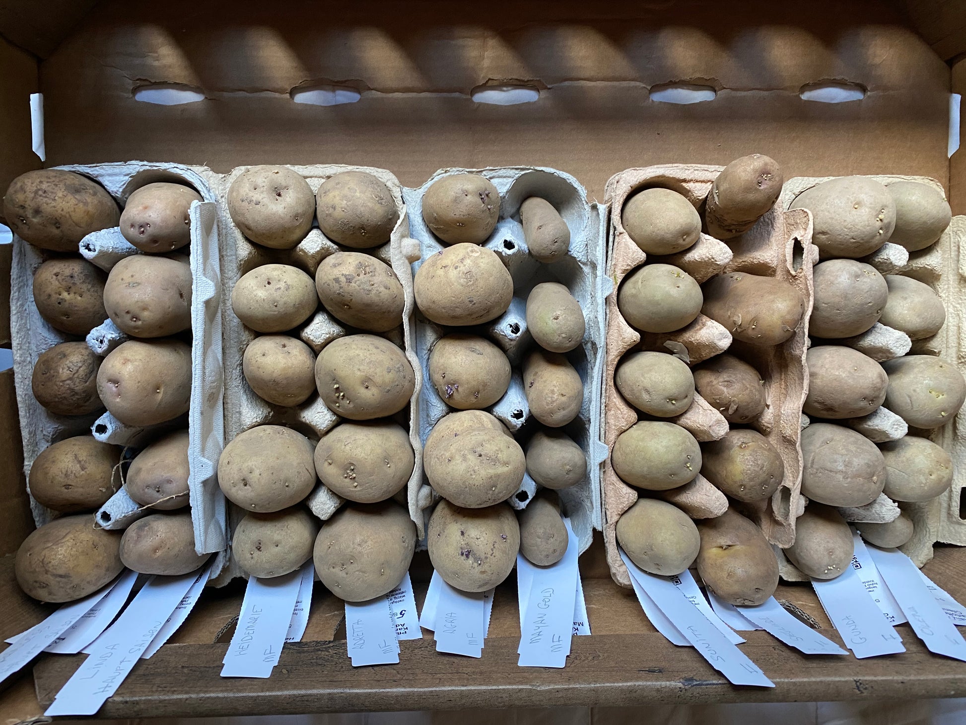 Eierkartons mit kleinen braunen Kartoffeln sind in Reihen angeordnet, jeder Karton ist an der Unterseite beschriftet - möglicherweise zum Sortieren im Rahmen von "Mi. 01.04.2026 | 15.00-16.30 RUNDGANG Was zu tun ist im Garten im April" der Königlichen Gartenakademie, unter heller Deckenbeleuchtung.