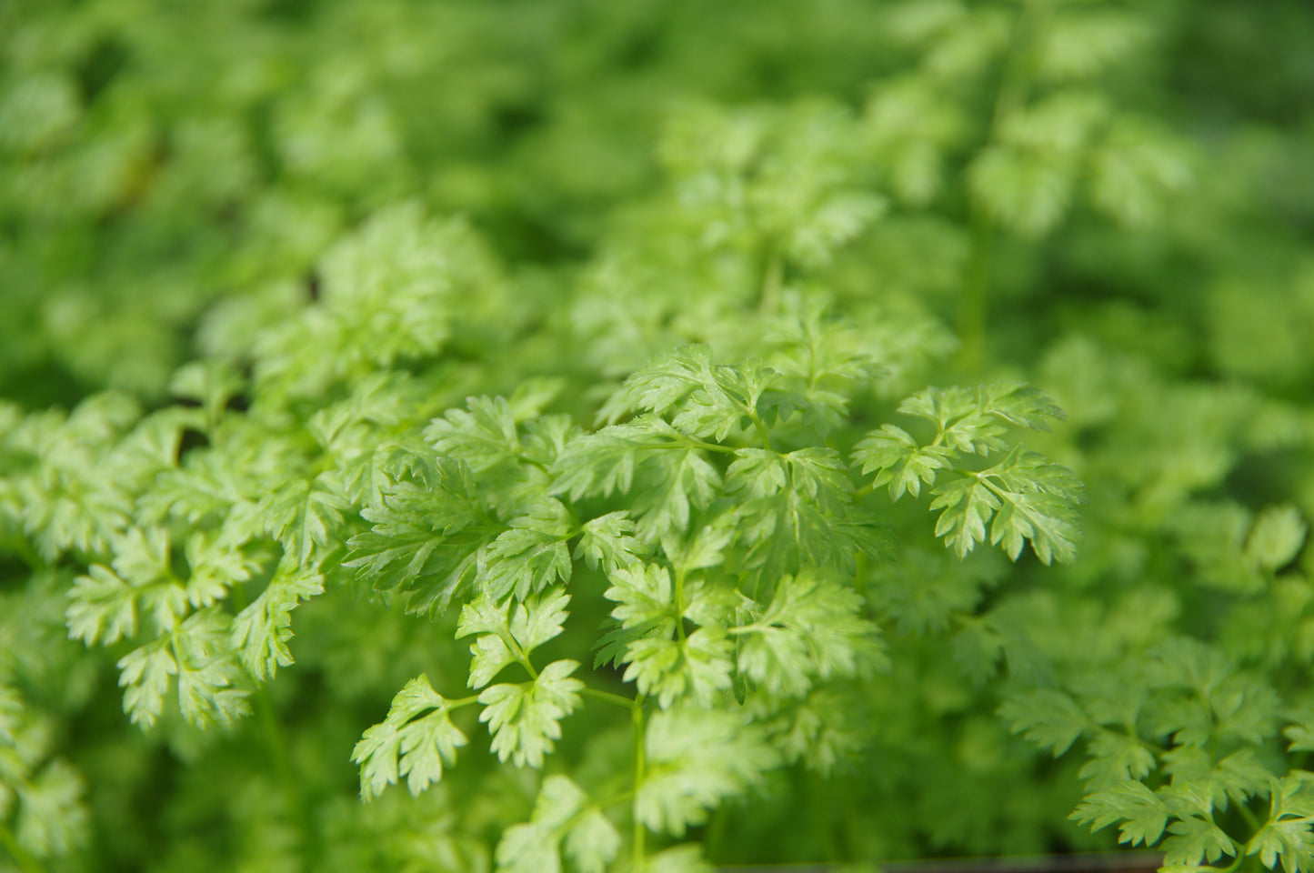 Nahaufnahme von sattgrünen Kerbel-Blättern mit federleichter Textur - ideal für den "Mi. 01.04.2026 | 10.00-11.30 WORKSHOP Kräuter pflanzen und pflegen" der Königlichen Gartenakademie, um Ihre Küchenkräuter-Sammlung zu erweitern. Unscharfes Grün im Hintergrund.