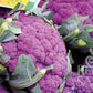 Mehrere Köpfe von Reinsaat | Karfiol 'Di Sicilia violetto' mit grünen Blättern sind in Gruppen angeordnet und zeigen leuchtend violette Blüten. Das Reinsaat-Logo befindet sich unten rechts. Perfekt für alle, die hochwertige Blumenkohlsamen suchen.