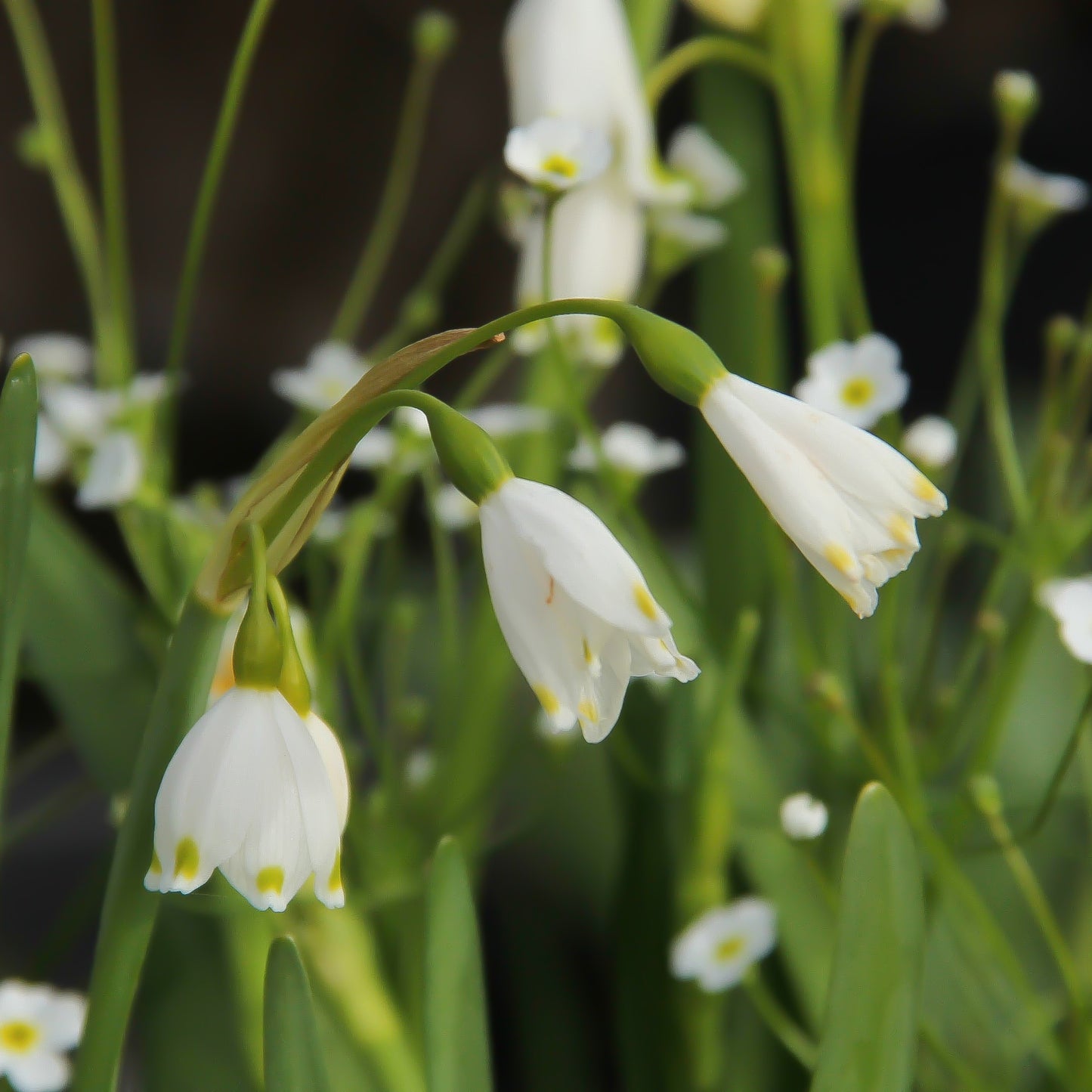 Nahaufnahme von drei zarten Leucojum aestivum – Sommer-Knotenblume von Weijers – mit grünen Stielen und gelb gesprenkelten Blütenblättern inmitten üppiger Blätter und weißer Blüten – eine wunderschöne Bereicherung für jeden Garten.