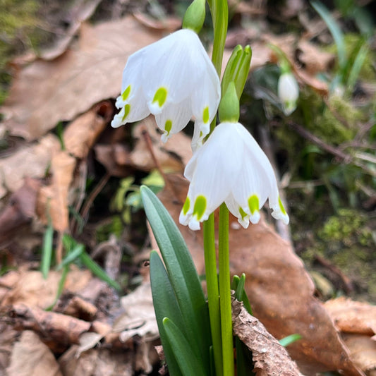 Nahaufnahme von zwei Leucojum vernum – Märzenbecher, Frühlings-Knotenblume von Weijers – mit weißen, grün umrandeten Blüten inmitten von grünen Blättern und braunem Laub – eine Hommage an diese frühen Frühlingsblüher.