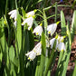 Das weiße, glockenförmige „Leucojum aestivum – Sommer-Knotenblume“ von Weijers besticht durch grün gesäumte Blütenblätter, die zwischen schlanken grünen Blättern herabhängen. Im Hintergrund sind weiteres Laub und braune abgefallene Blätter zu sehen – ein wunderschönes Weiß, das natürliche Akzente im Garten setzt.