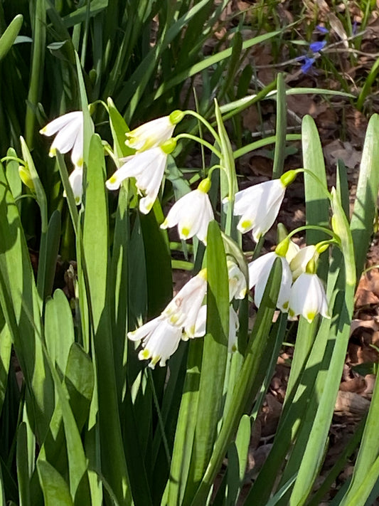 Weijers Leucojum aestivum (Frühlingsknotenblume) besticht durch zarte, weiße, an den Spitzen grün gefärbte Glockenblüten, die in einem sonnendurchfluteten Garten zwischen langen Blättern hängen, während braune Blätter auf dem Boden verstreut liegen.