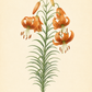 Eine botanische Illustration einer orangefarbenen Lilium henryi – Henrys Lilie oder Riesen-Türkenbund von Weijers, die gesprenkelte Blütenblätter und üppig grüne Blätter an hohen Stielen vor einem hellbeigen Hintergrund zeigt. Diese krankheitsresistente Lilien-Sorte von Weijers ist bekannt für ihre leuchtend orangefarbenen Blüten im Juli und August.